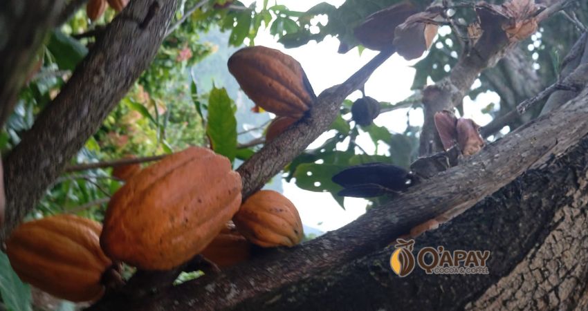 CACAO CCN-51 + CRIOLLOS