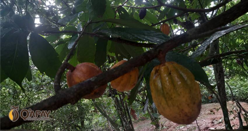 CACAO CRIOLLO