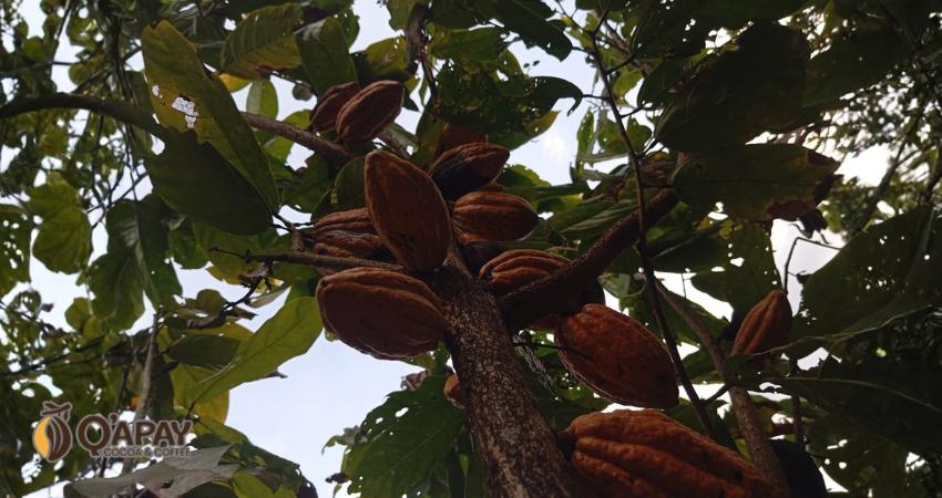 CACAO CHUNCHO